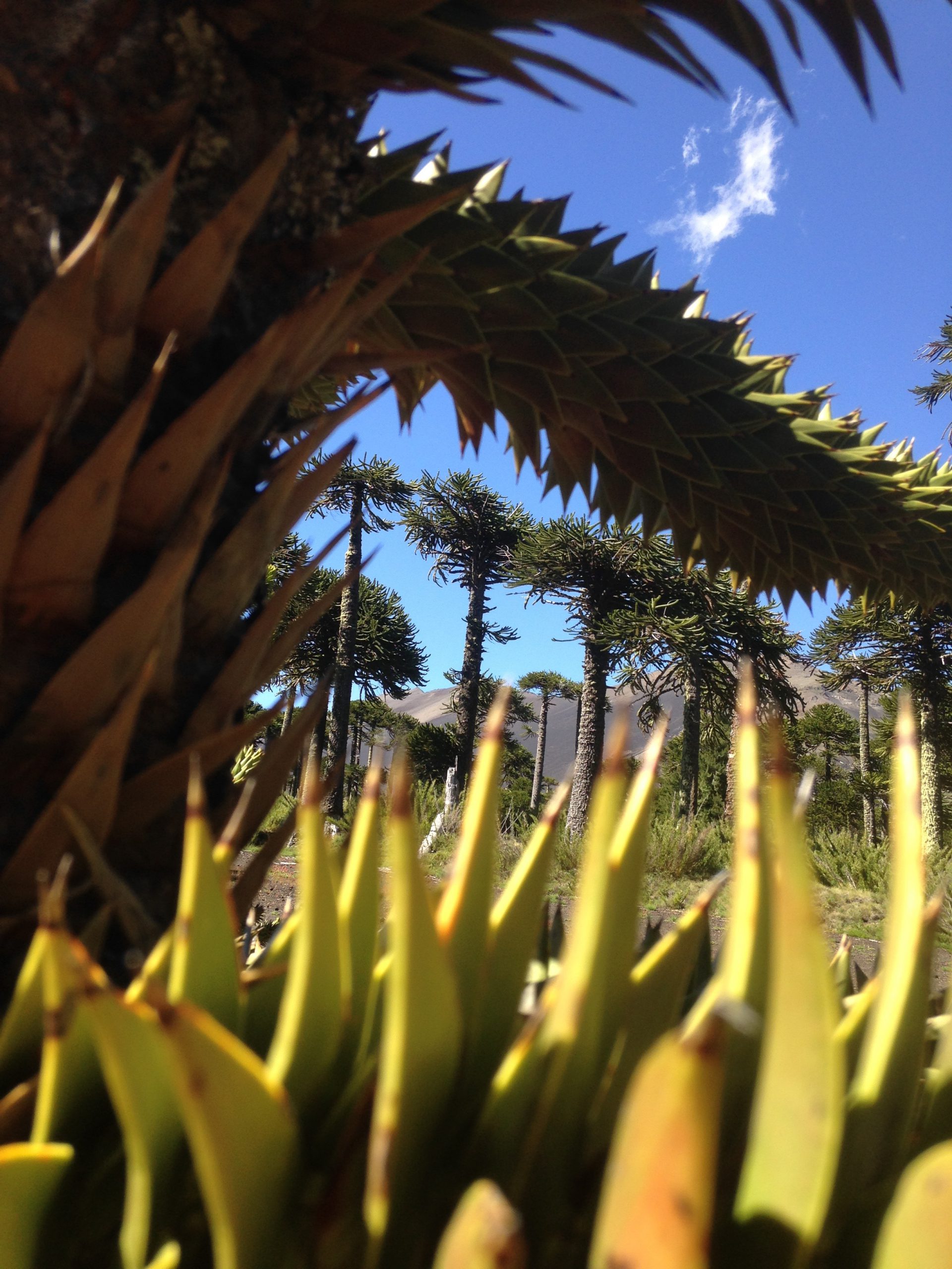 La araucaria me habló 