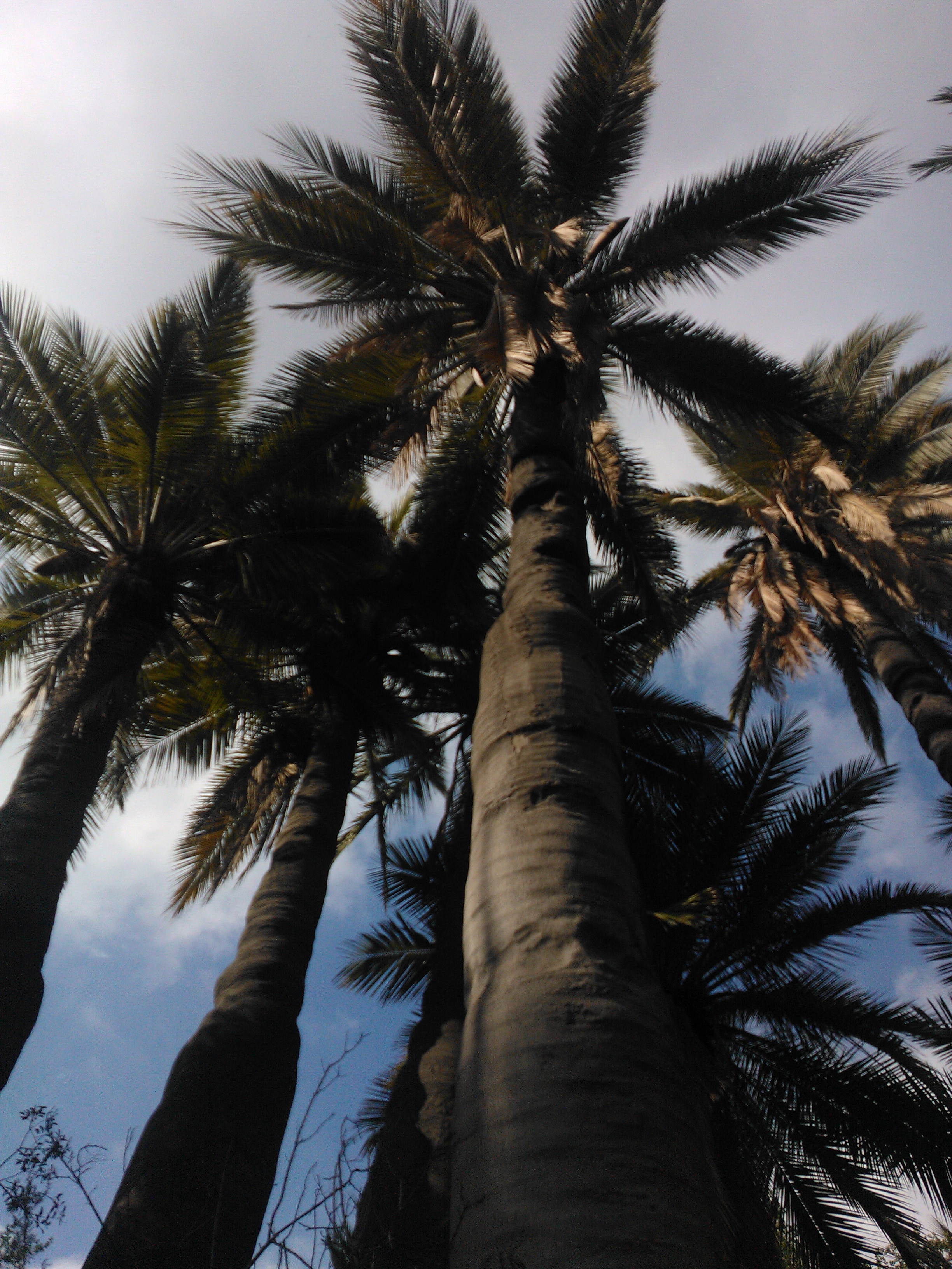 Palmas y cielo